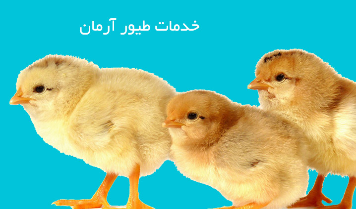 خدمات طیور آرمان